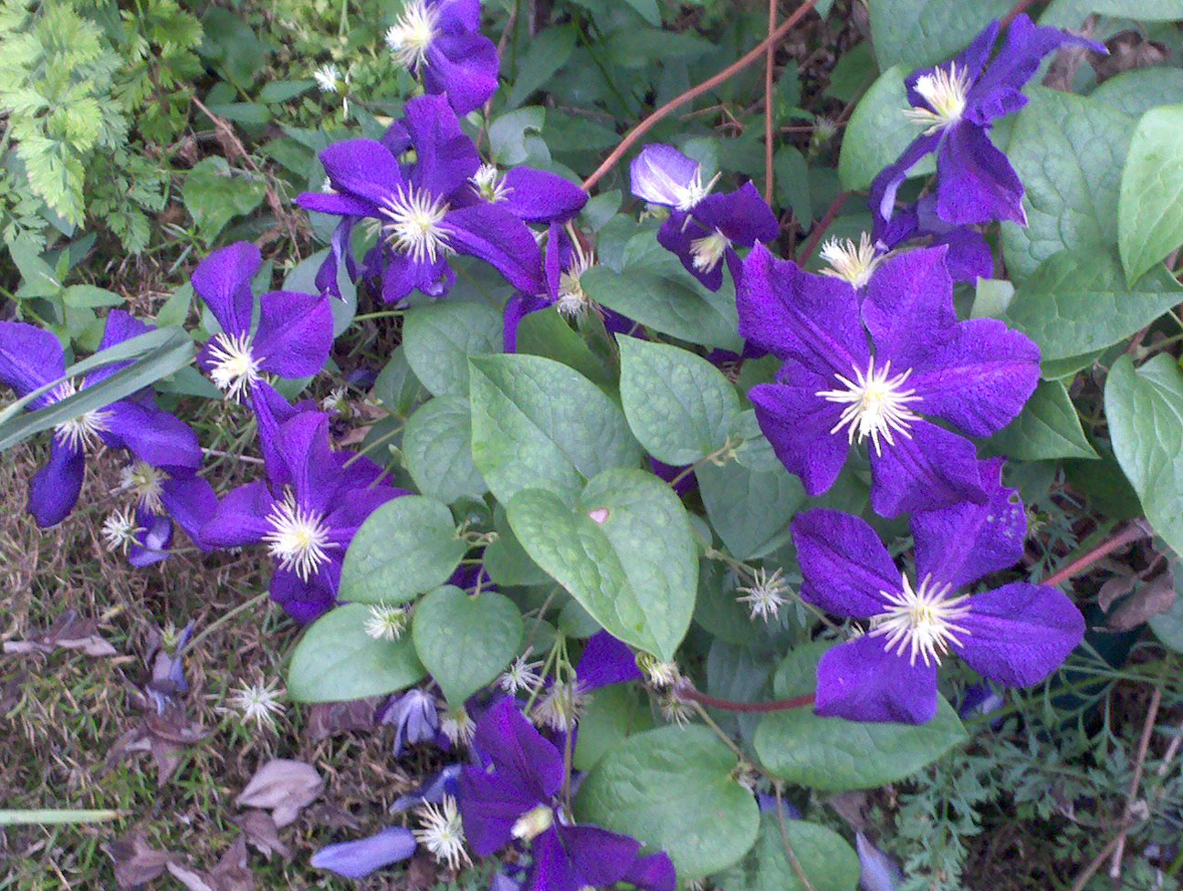 Purple Flowers